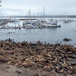 Thousands of noisy sea lions at Monterey