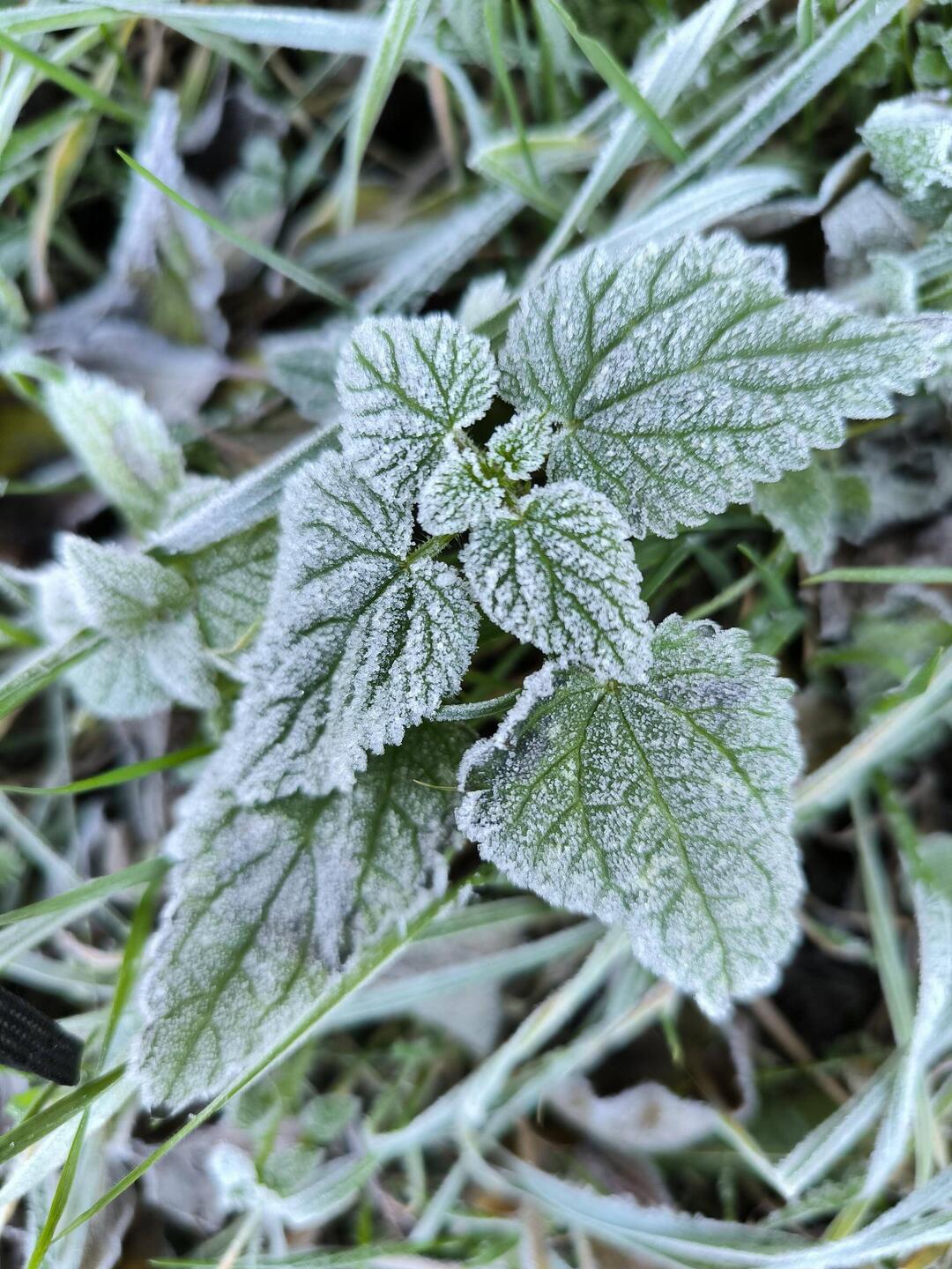 frostige Brennnessel