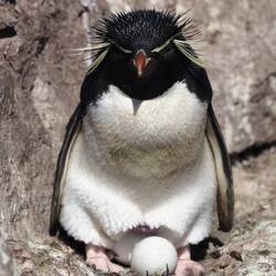 Felsenpinguin
