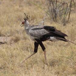Beste Frisur: der Sekretär / Secretary Bird