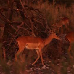 Impala bei Nacht