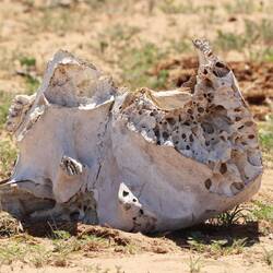 Das war wohl ein Rhino.