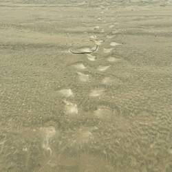 Spuren eines "neuseeländischen Seelöwens"