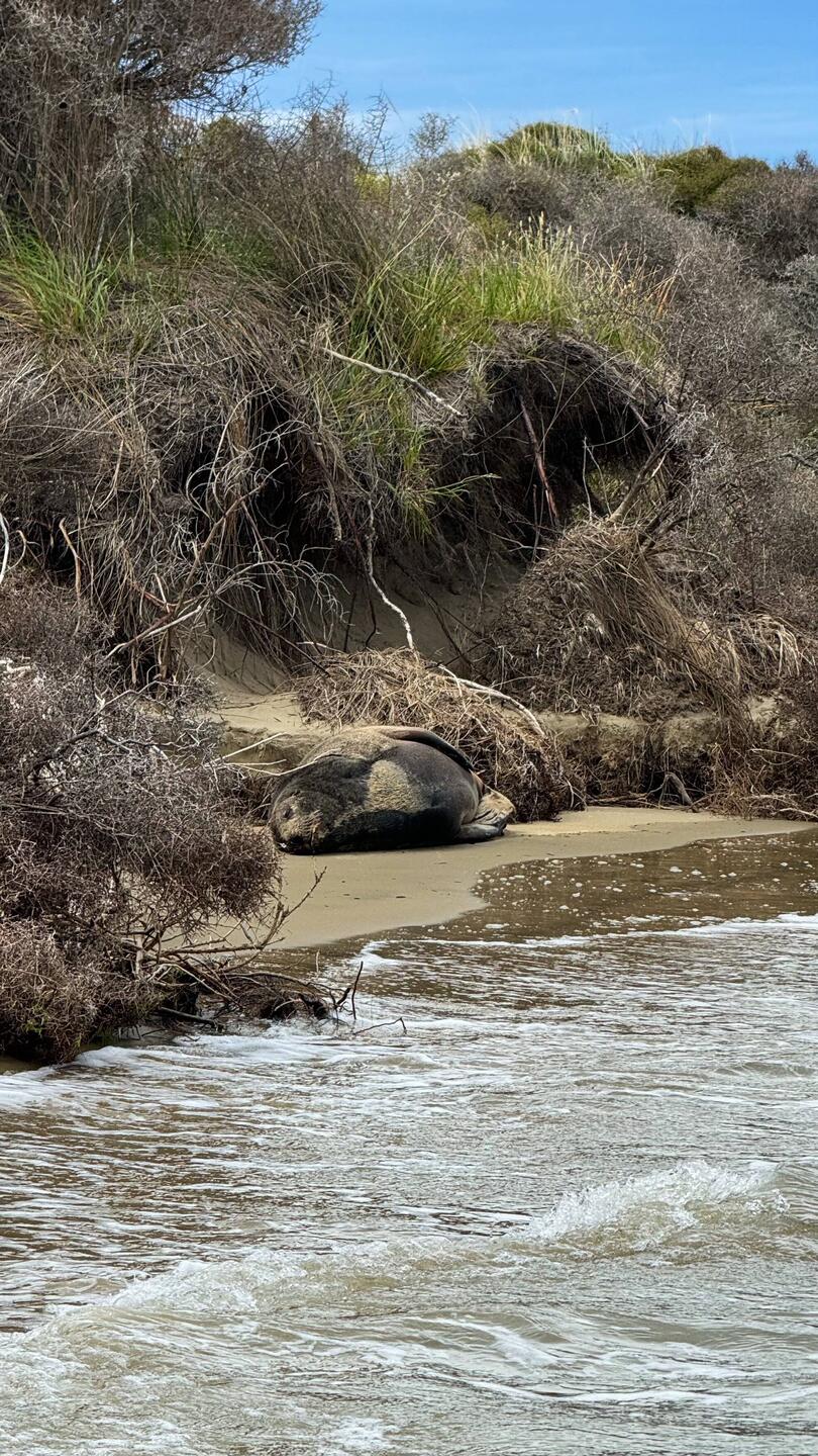 Neuseeländischer Seelöwe