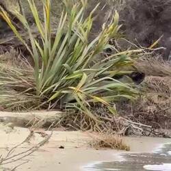 Neuseeländischer Seelöwe