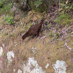 Der einheimische Weka Vogel - die haben uns alle Bananen geklaut (klauen sehr gerne)