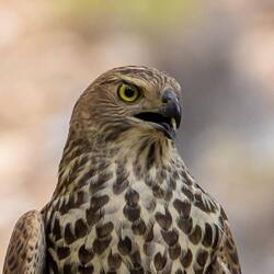 Brown Goshawk