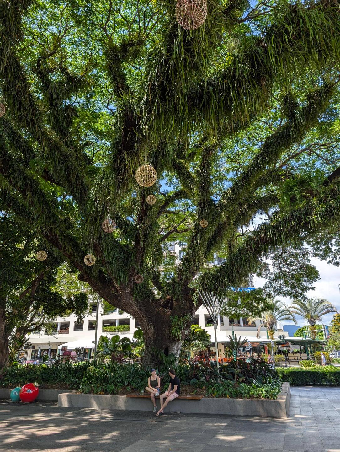 Toller Baum an der Esplanade