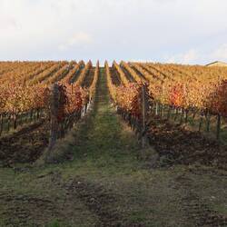 Weinberge