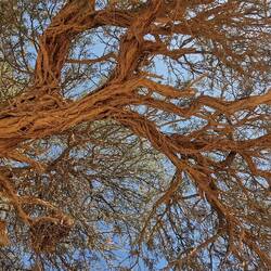 Während Alois mal wieder repariert, schaue ich auf einer Bank liegend in den Halbmondbaum