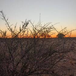 Ist wirklich eine Dornenstrauchsavanne