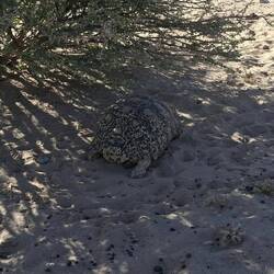 Leopardenschildkröte sind gutmütig und ziehen sich bei Bedrohung in ihren Panzer zurück