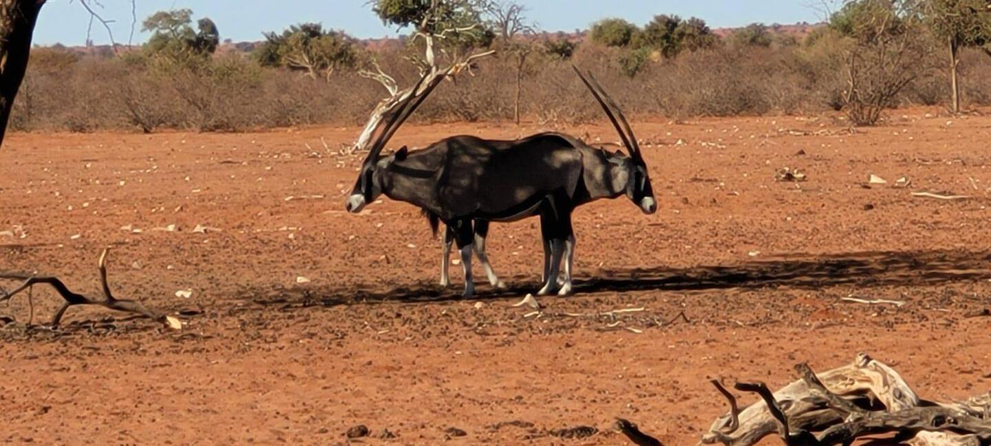 Oryx sind an das Leben ohne Wasser für längere Zeit angepasst. Sie fressen Blätter von Bäumen
