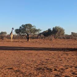 Zwei Giraffen beim Abendbrot
