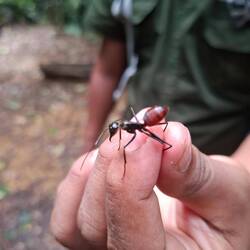 Riesenameise....Männchen wird 2x so groß