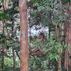 Schweinsaffe am Chillen