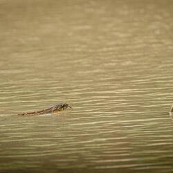 Falsche Wasserkobra (offenbar giftig)