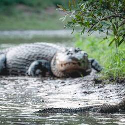 Pepe, der freundliche Kaiman