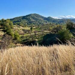 Vegetation erkennen, die nun die Wälder zurückdrängt.