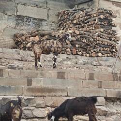 Camouflage- Ziege am Harishchandra-Ghat