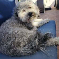 Those eyes, such a sweet dog