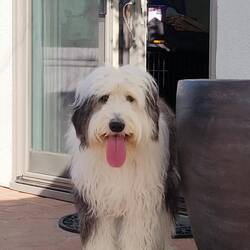 Chester sits and looks at us like this, then barks for us to play fetch. Who can resist!