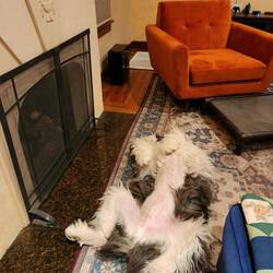 He lay like this for awhile, silly boy