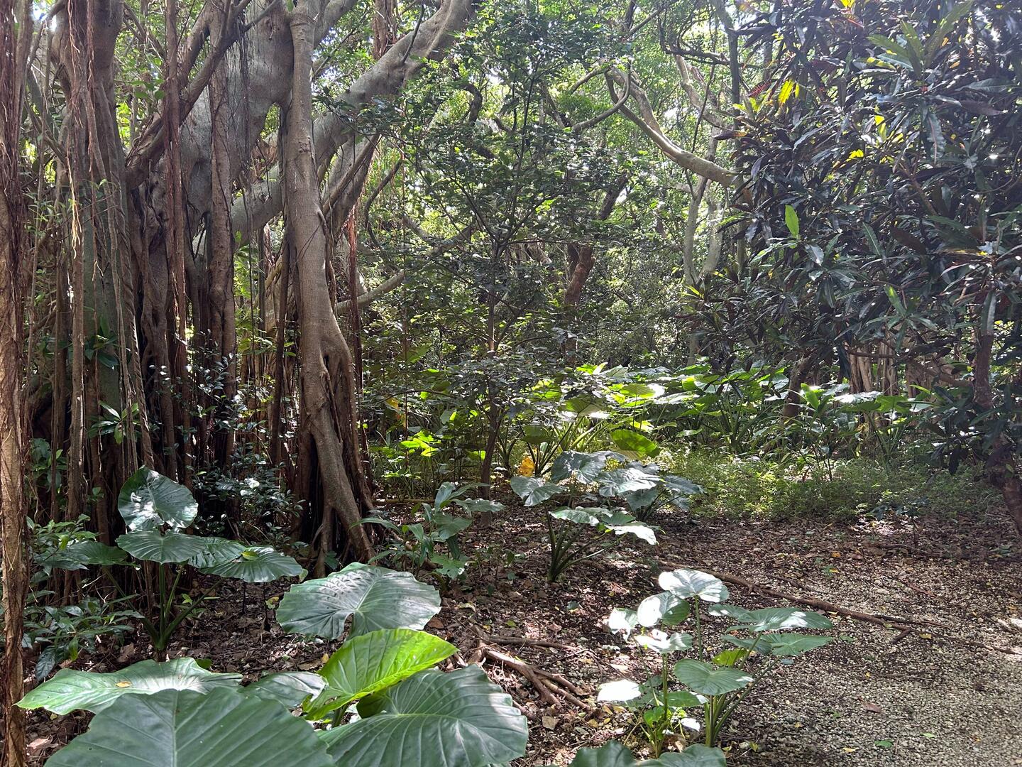 Relaxing walk through the garden.
