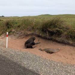 Die ganze Küste haben wir abgesucht - im Straßengraben haben sie gechillt