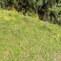 The Moss carpet