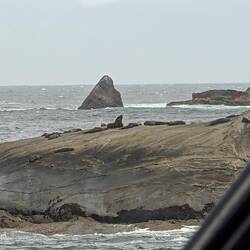 New Zealand fur seals
