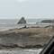 New Zealand fur seals