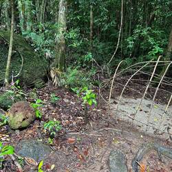Temp. structure frame next to termite mound. Termites fleeing indicate a storm is coming.