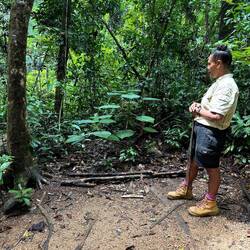 Stinging tree (Dendrocnide moroide). People were whipped as punishment with it.