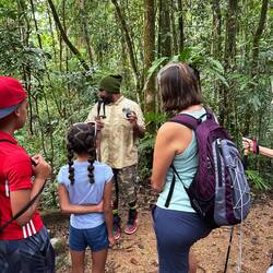 The cassowary plum needs to be eaten and pooped out my a cassowary to propagate. Cerbera floribunda.