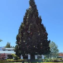 Auch hier ist der erste Advent