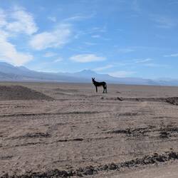 A donkey in the desert