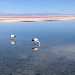 Two flamingos