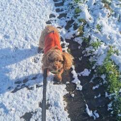 Tiger wasn't too impressed being made to wear a jumper, but it was rather chilly!