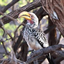 Dieser Vogel wird Flying Banana genannt