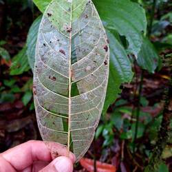 Hauchdünnes Blatt, wie Pergament.