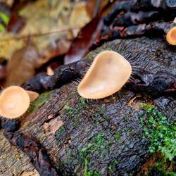 Pilze mit super giftigen Härchen!