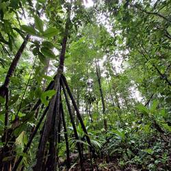 Das ist die fiese Palme...