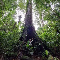 Das ist ein noch relativ junger Ceiba-Baum. Aber ich fühlte mich auch da schon verschwindend klein.