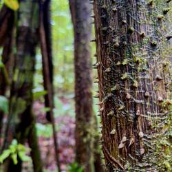 Eine Palmenart mit fiesen Stacheln an den Wurzeln, die bis zu zwei Meter aus dem Boden ragen.