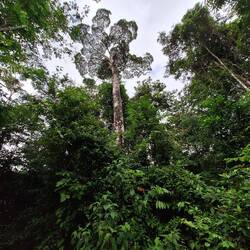 Wunderschöner ich-habe-den-Namen-vergessen Baum.
