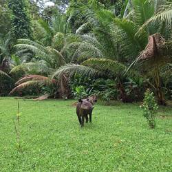 Ein Tapir-Bulle, der plötzlich aus dem Dickicht auftauchte.