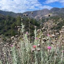 So schön ist es hier, dass sich sogar die Felsen-Steinimmortelle dazu entschließt noch zu blühen.