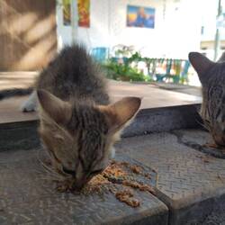 Baby kitty cat ❤️❤️