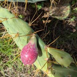 ...von der verbotenen Frucht....